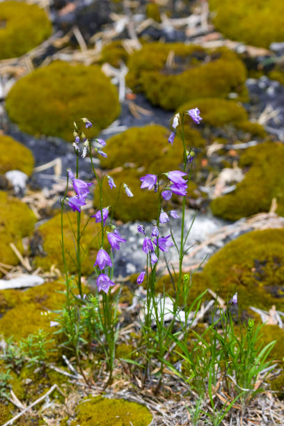 istock Wildlife and nature 661210408