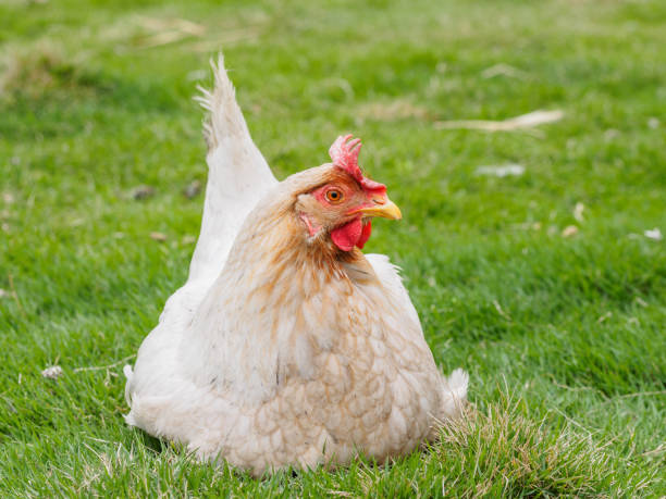 istock White hen sitting on the green grass. 661251618
