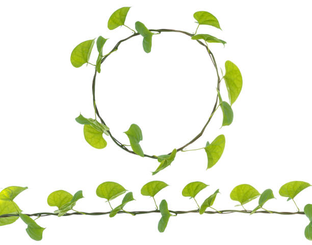 istock Vine Branch with leaves on white background 661304348