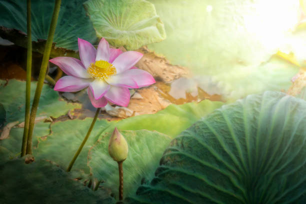 istock Lotus flower with light sun in nature 661304374