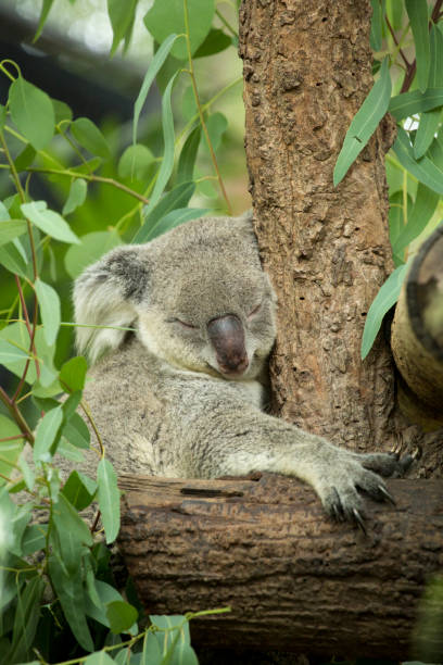 istock Australian koala bear sitting on a branch 661318930