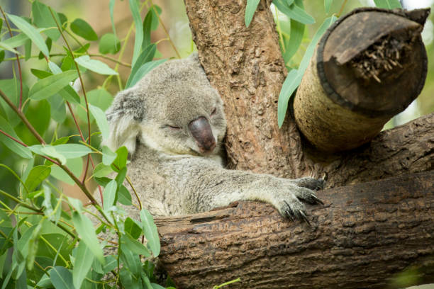 istock Australian koala bear sitting on a branch 661319284