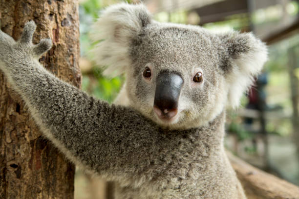 Australischer Koalabär sitzt auf einem Ast – Foto