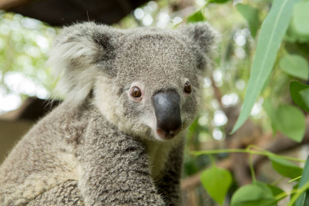 6,384 Funny Koala Stock Photos, Pictures & Royalty-Free Images - iStock |  Funny panda, Funny chicken