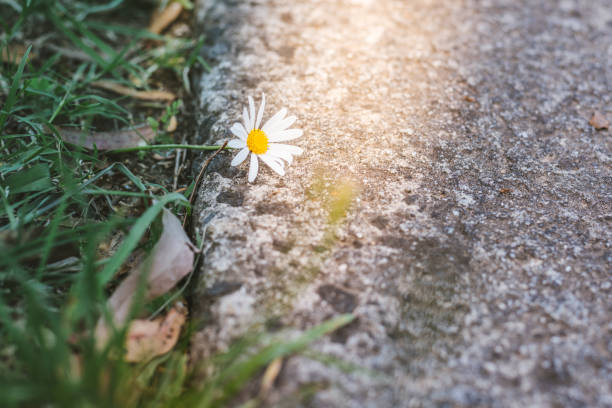 istock Beautiful wild daisy flower on roadside in sunlight. 661329858