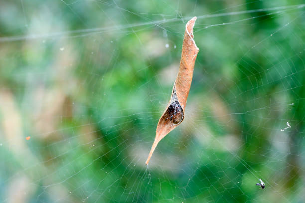 Close up of a crafty smart spider hide in a clurly dry leaf on his spider web, blurred green natural background. Good strategy, smart cover.
