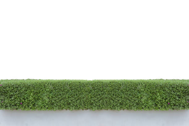 istock Bushes fences 661338394