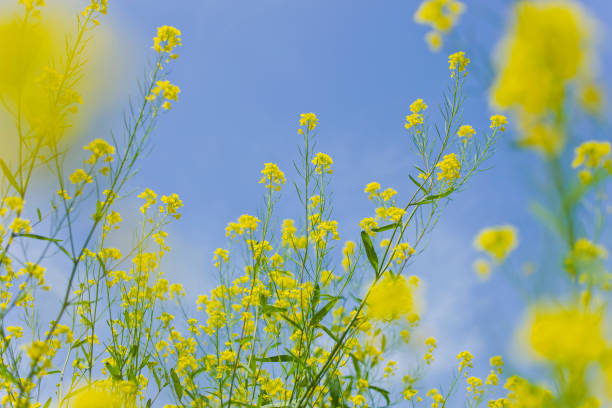 istock The green flower field blue sky 661339998