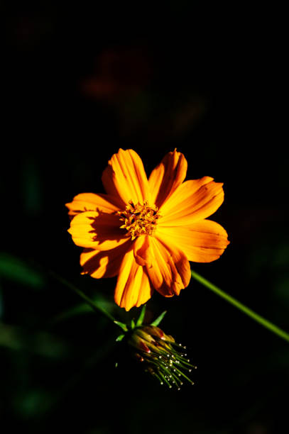istock Blooming flower under the dusk sunshine 661368658