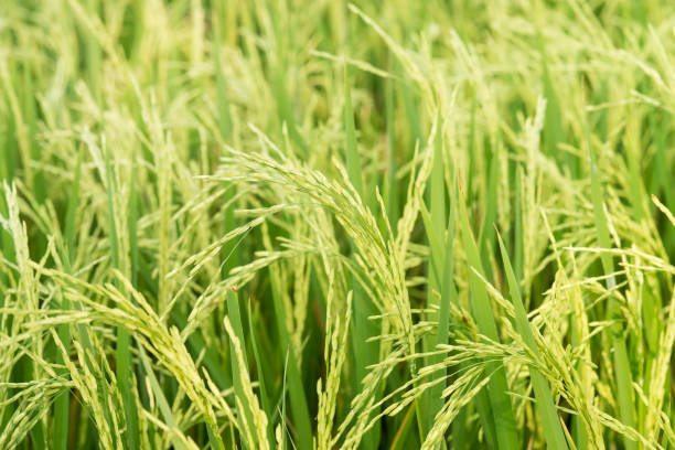 istock Close up of green paddy rice. 661402620
