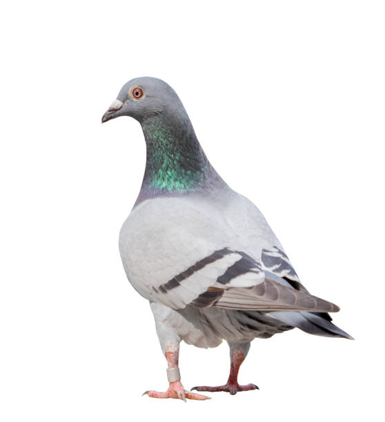 istock full body of gray pigeon bird isolate white background 661409546