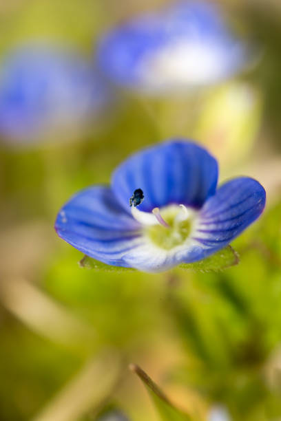 istock Beautiful little blue flower on nature 661410214