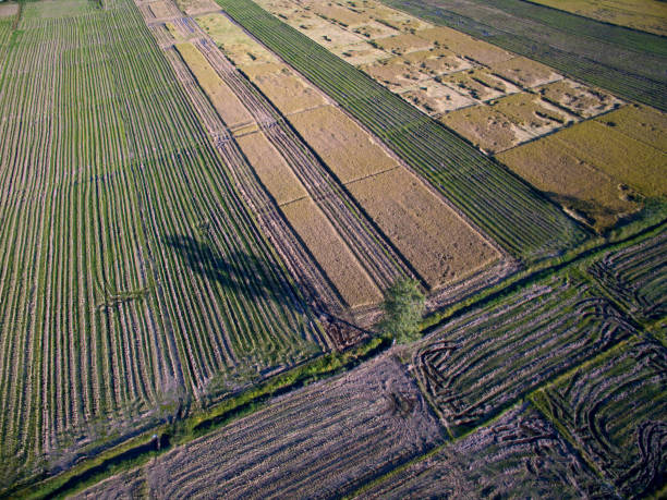 istock Terraced Rice Field in Chiangmai, Thailand top view 661413024