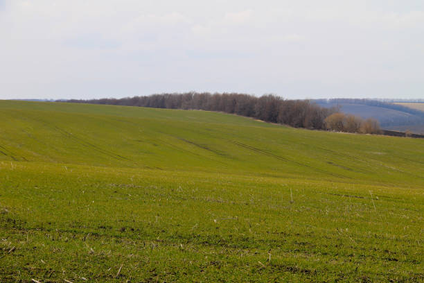 istock Field of green wheat sprouts 661419226