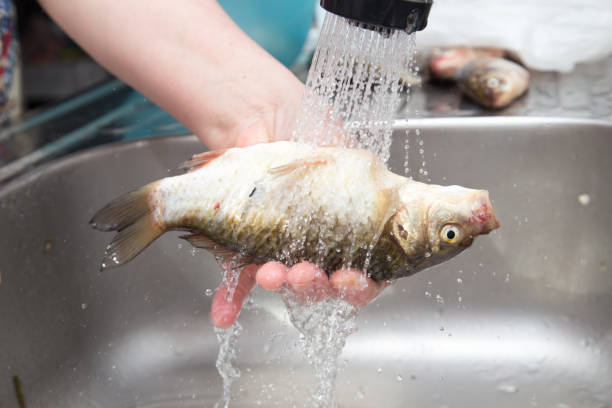 istock The cook washes the fish in the water 661419810