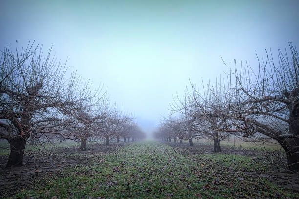 Foggy winter apple orchard