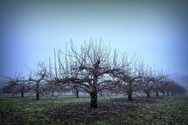 istock Foggy winter apple orchard 661422298