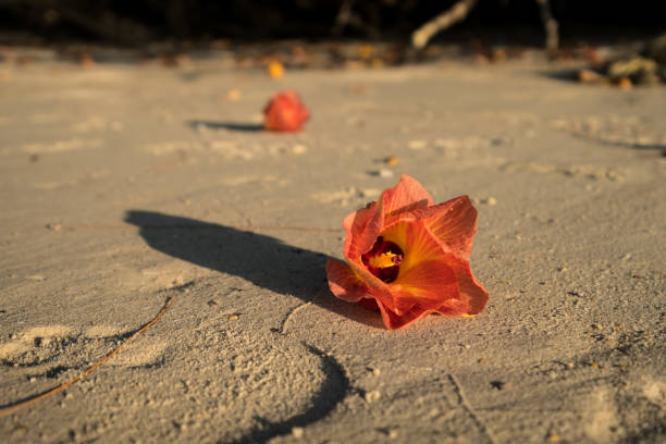 istock Hibiscus tiliaceus flower on sand 661422932