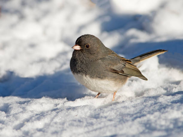istock Male Dark-eyed Junco 661422990