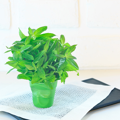 Bunch of mint in a green porcelain glass. Aromatic herb. Fresh high key veggie photo. Black background with white napkin. Mint on the left side. Square