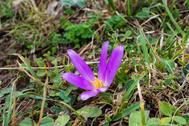 istock Flower of Merendera montana 661426232