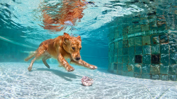 istock Dog diving underwater in swimming pool. 661430328