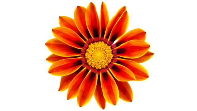 Sun Flower - Gazania blooming in a time lapse video on a white background. Alpha channel included.