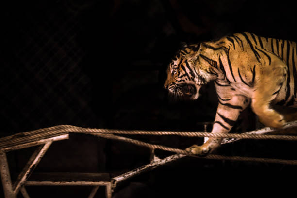 istock Bengal Tiger Show walking in line movement blur action 661447320
