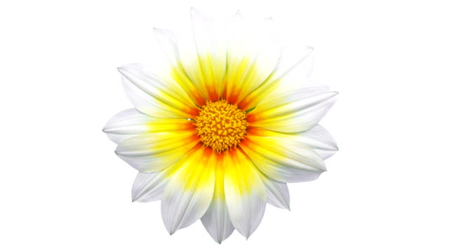 Sun Flower - Gazania blooming in a time lapse video on a white background. Alpha channel included.