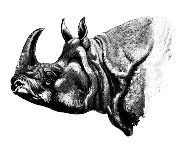 Antique animals illustration: Indian Rhinoceros