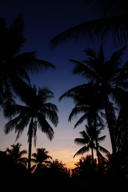 istock Shadow of sunset twilight with coconut palm tree 661456106