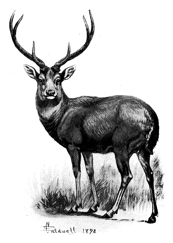 Antique animals illustration: Sambar