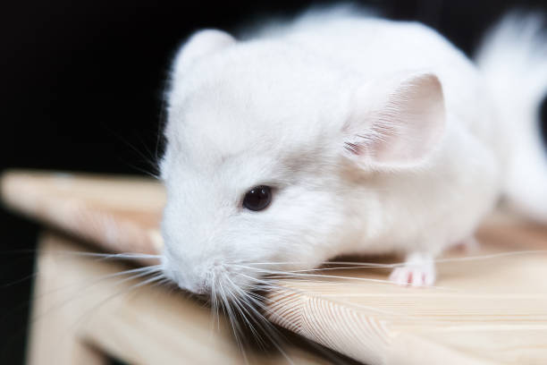 istock Little white chinchilla 661457442