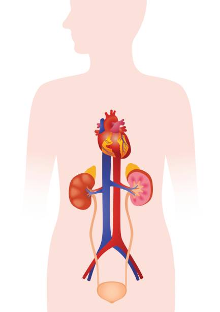 bildbanksillustrationer, clip art samt tecknat material och ikoner med mänskliga urinorgan, hjärta, njure, urinblåsa, vektorillustration - aorta