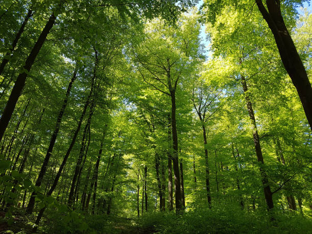 istock Buchwald; National Park; Kellerwald-Edersee; north Hesse 661460676