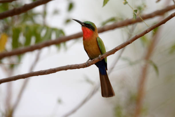 istock Red-throated bee-eater, Merops bulocki 661460844