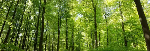 Buchwald; National Park; Kellerwald-Edersee; north Hesse