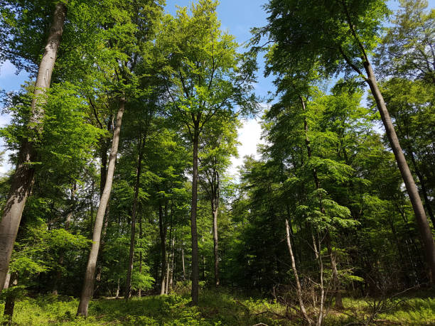 istock Buchwald; Taunus; Hesse; beech; Fagus; sylvatica 661461018
