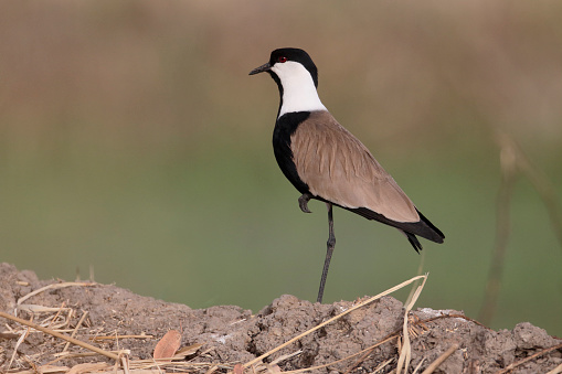 Spur-winged plover,  Vanellus spinosus, single bird on ground, Gambia, February 2016