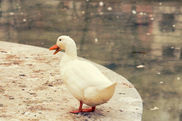 istock single white duck next to the lake 661463112