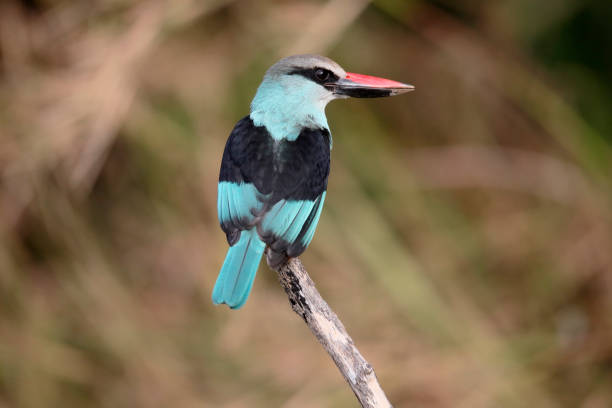 istock Woodland kingfisher, Halcyon senegalensis 661463300