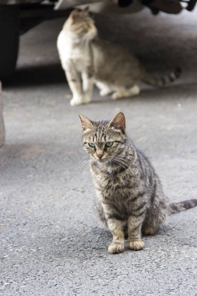 istock Severe cat in Tbilisi, Georgia 661464200