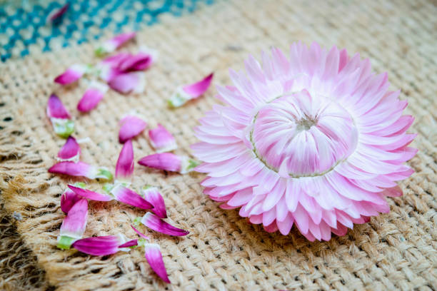 istock Beautiful strawflowers on wooden table 661468054