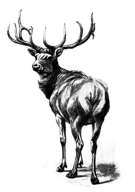 illustrazioni stock, clip art, cartoni animati e icone di tendenza di illustrazione animali antichi: cervo wapiti - alce americano