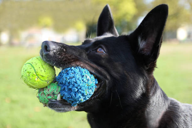 chien avec 3 balles dans la bouche des coups - aller chercher photos et images de collection