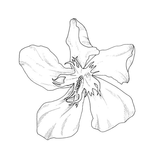 istock Flower ink sketch. Isolated on white background. Vector illustration for your design 661471364