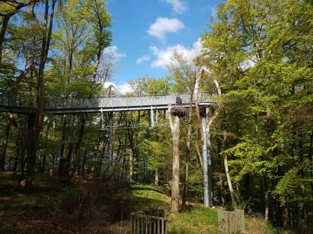 istock National Park, Kellerwald-Edersee, Boardwalk; scaffolding; beech 661471586