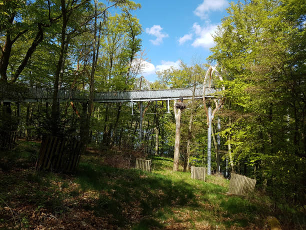 istock National Park, Kellerwald-Edersee, Boardwalk; scaffolding; beech 661474122