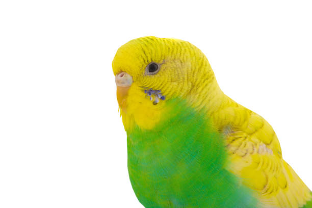 istock yellow green budgie 661474660