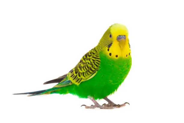 green budgie isolated on white background, studio shot